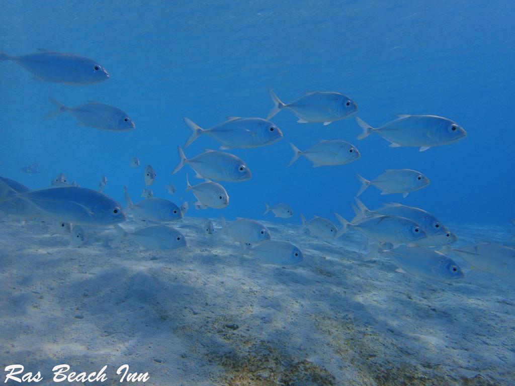 Ras Beach Inn Rasdhoo Bagian luar foto