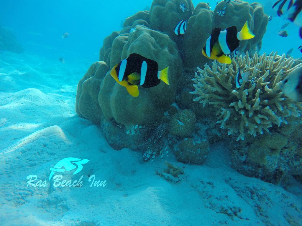 Ras Beach Inn Rasdhoo Bagian luar foto