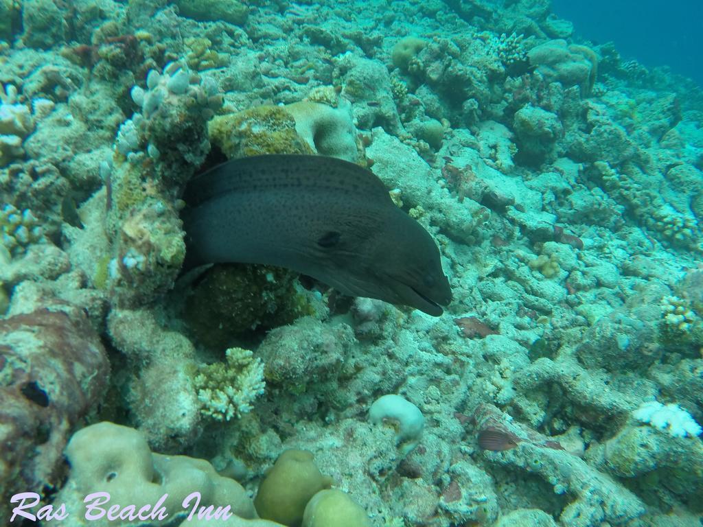 Ras Beach Inn Rasdhoo Bagian luar foto
