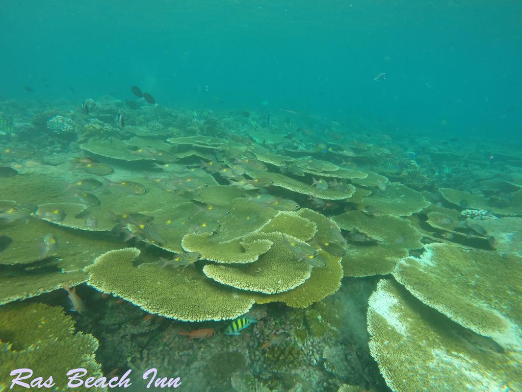 Ras Beach Inn Rasdhoo Bagian luar foto